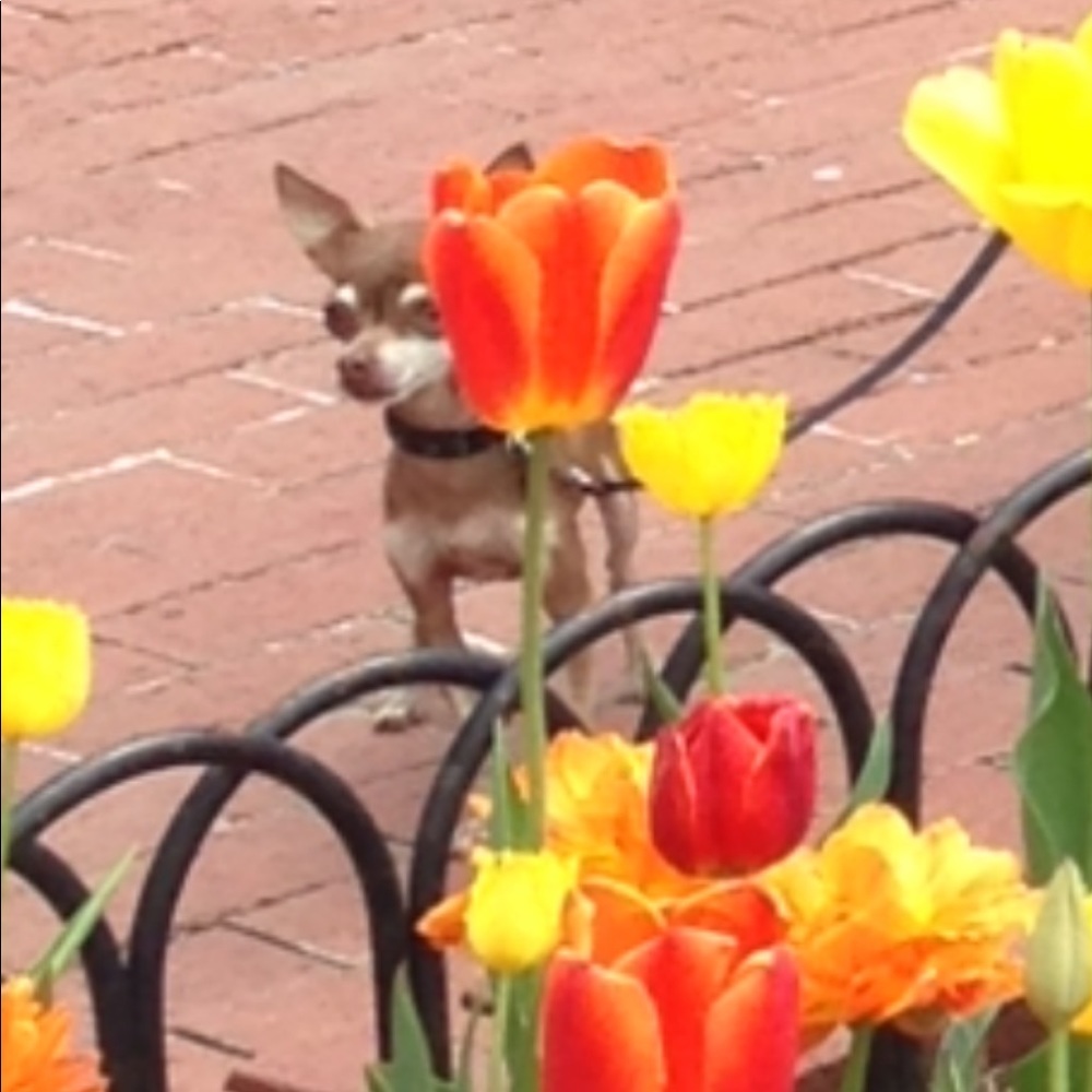 Meet your Posher, Brenda